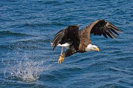 What does a bald eagle look like flying? Bald Eagle Flying With Fish In Talons By Melinda Moore