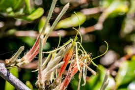 Image result for Erianthemum dregei