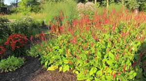 Image result for Persicaria