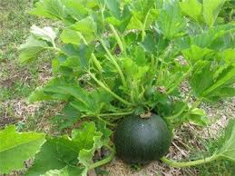 Tondo Scuro Di Piacenza Squash Baker Creek Heirloom Seed Co Heirloom Seeds Garden Seeds Seeds