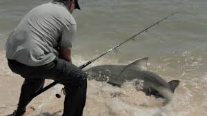 La série nous emmène à la découverte de nouvelles espèces, d'eau douce et de mer, et à la rencontre de « personnages » locaux typiques tout aussi. Chasing Monsters Tv Series 2015 Imdb