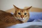 Somali Cat Breed Profile | Petfinder
