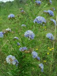 Image result for Vernonia glabra