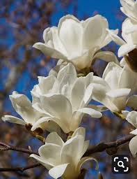 Pin On Fiori