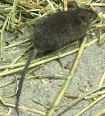 Jun 16, 2021 · das hantavirus kann von der rötelmaus auf den menschen übertragen werden. Besonders Viele Hantavirus Infektionen Vorsicht Mit Mausekot Proplanta De
