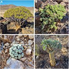 Image result for Arthraerua leubnitziae