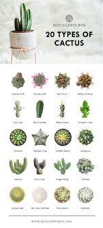 It is a plant which is usually seen in a desert and can store water. Free Printable 11 Succulent Collections In 2021 Cactus Plants Plants Types Of Cactus Plants