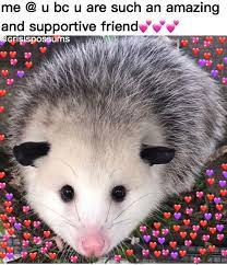 Ya Girl On Instagram Possumsofinstagram Marsupial Possums Possum Opossums Opossum Fluffy Cute Opossums Awesome Possum Cute Animal Memes Opossum