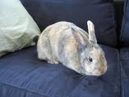 Elsewhere in the world, this breed of rabbit is still known by its original name of japanese. E Series Full Extension Harlequin Tort Rabbit Talk Meat Rabbit Farming Forum