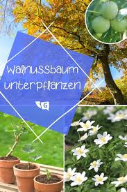 Was Wachst Unter Einem Walnussbaum Baum Pflanzen Nuss