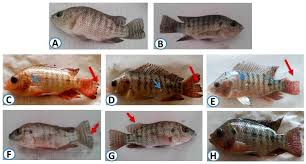 Yadda ake fara koyon kiwon agwagwa! Animals Free Full Text The Antioxidant Role Of A Taurine Enriched Diet In Combating The Immunotoxic And Inflammatory Effects Of Pyrethroids And Or Carbamates In Oreochromis Niloticus Html