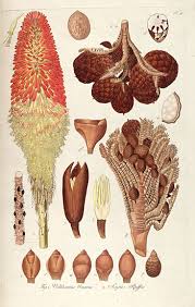 Image result for Raphia farinifera