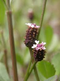 Image result for Phyla nodiflora