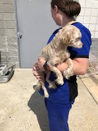 Maybe you would like to learn more about one of these? Colbert County Animal Control Association Posted A Story Update On Shelter Medical Fund Colbert County Animal Shelter Needs Help With Medical Care