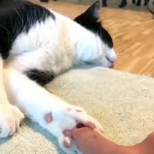 You Knew The Risks But Temptation Was Too Great Video Cute Animals Cute Funny Animals Funny Animals