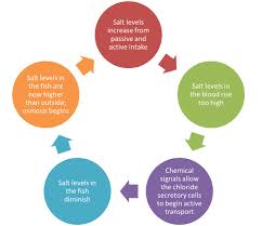 Positive And Negative Feedback Loops In Biology