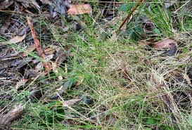 Image result for Poa binata