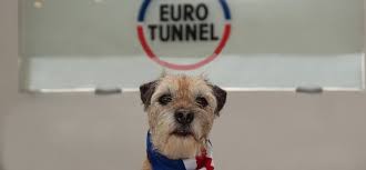Check spelling or type a new query. Pet Transportation Service Between Paris France And London Uk