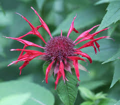 Image result for Monarda didyma