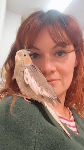 My new love ❤️ #bird #birdlovers #cockatiel #parrot #parrotlover