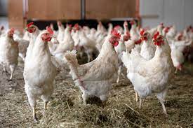 Though poultry farmers can claim compensation for their losses, the hit to the. China Reports 1st Human Case Of H10n3 Bird Flu