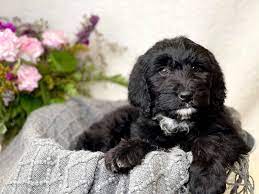 We are committed to the research, development and improvement of the dogs we breed. Bernedoodle Dog Male Black Tan White 2514457 The Barking Boutique