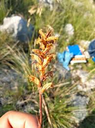 Image result for Orobanchaceae