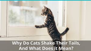 Straight tail and hooked tip: Why Do Cats Shake Or Vibrate Their Tails And What Does It Mean