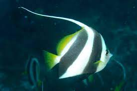 Select from premium schooling bannerfish of the highest quality. Heniochus Diphreutes