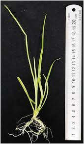 Image result for Chlorophytum gallabatense