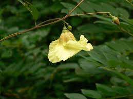 Image result for Azanza lampas