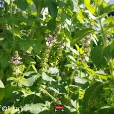Image result for Ocimum fimbriatum