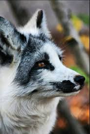 Bryden S Pet Ben Animals Cute Animals Animals Beautiful