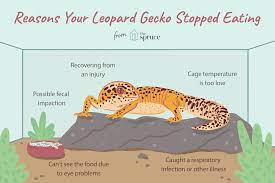 Maybe you would like to learn more about one of these? What To Do If Your Leopard Gecko Stops Eating