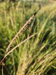 Image result for Sehima