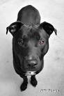 Labrabull Dog Breed Information and Pictures