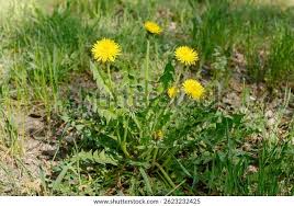 Image result for Taraxacum sp.