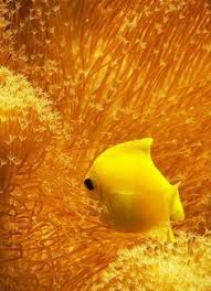 Black And Yellow Fish From Nemo Searching For Nemo Blue Sea Shades Of Yellow Yellow Aesthetic