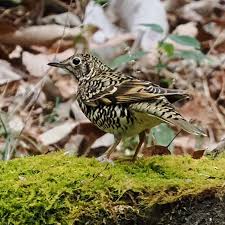 Image result for トラツグミ