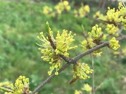 Image result for Fuirena pubescens