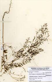 Image result for Phyllanthus pentandrus