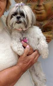 Hello friends of PC if you live around (wood st) you have probably seen my  doggy her name is Daisy 🌼 and she's the neighborhood dog thief 😆😩😩🫣  She has an OBSESSION