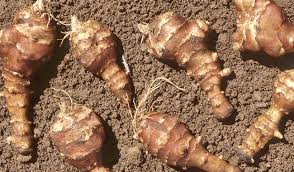 E' stato portato in europa nei primi anni del '600, e da allora non è mai stato abbandonato dagli appassionati di cucina. Coltivare Il Topinambur Nell Orto Di Casa Vita In Campagna