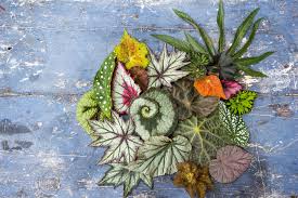 Image result for Begonia nyassensis