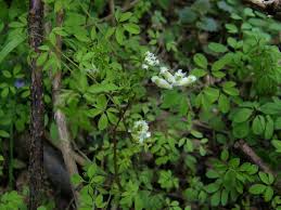Image result for Corydalis mildbraedii