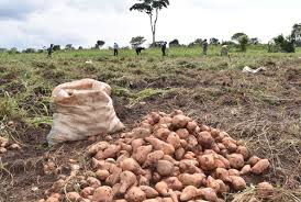 What does ofsp stand for? Radio Helps Farmers Find Better Buyers For Orange Fleshed Sweet Potato