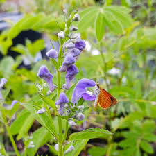 Image result for Baphia speciosa