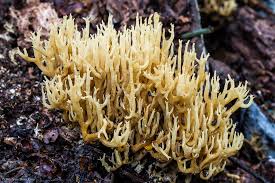 Image result for Ramaria stricta