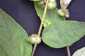 Image result for Triumfetta pilosa