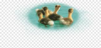 Canard Canard De Natation Piscine Sarcelle D Hiver Png Pngegg